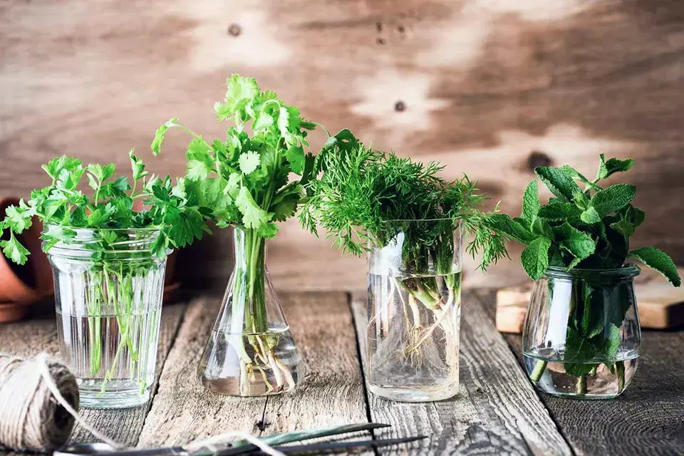 Keep Your Greens Fresh: Easy Ways to Store Herbs Longer.